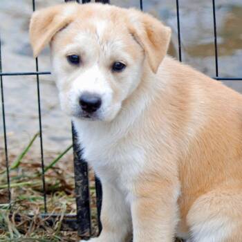 Labrador Retriever and Australian Cattle Dog Blue Heeler Dogs Available for Adoption in Madisonville, Texas - Annie Oakley | PetCurious