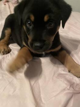 Zorro (Conroe Puppies) -  Labrador Retriever Dog for Adoption in Brewster, New York - Zorro (Conroe Puppies) | PetCurious