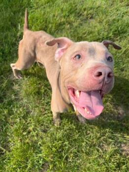 Rescue American Staffordshire Terrier Dogs for Adoption in Indianapolis, Indiana - STEVEN | PetCurious