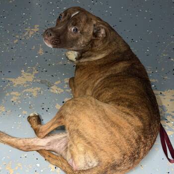 TUSC-Stray-85859 -  Pit Bull Terrier Dog for Adoption in Tuscaloosa, Alabama - TUSC-Stray-85859 | PetCurious