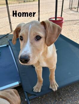 Hound Dogs Available for Adoption in Senatobia, Mississippi - Homer | PetCurious