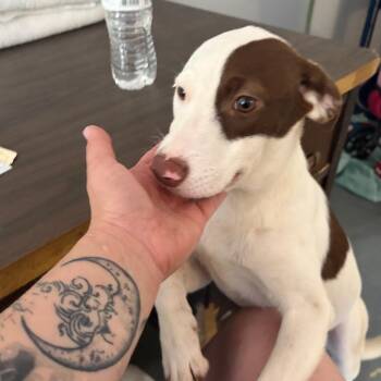 Cameron -  Mixed Breed Dog for Adoption in Melrose, Florida - Cameron | PetCurious
