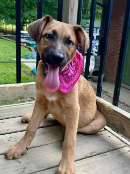 Rescue Black Mouth Cur and Shepherd Dogs for Adoption in Fosters, Alabama - FAWN | PetCurious