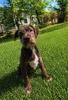 Terrier and Schnoodle Dogs Available for Adoption in Glocester, Rhode Island - Chili | PetCurious