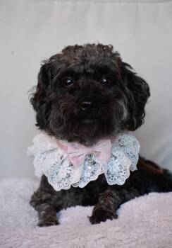 Rescue Miniature Poodle Dogs for Adoption in Indianapolis, Indiana - Curly Sue | PetCurious