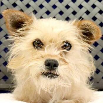 Terrier Dogs Available for Adoption in Midland, Texas - Tiny | PetCurious