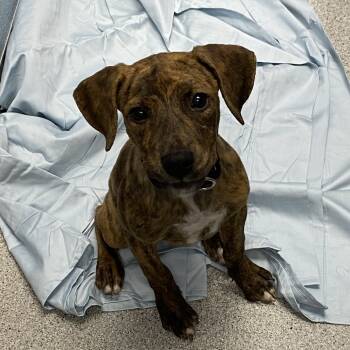 Rescue Mixed Breed Dogs for Adoption in Naperville, Illinois - Mert | PetCurious