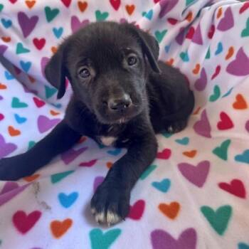 Rescue Pit Bull Terrier and Mixed Breed Dogs for Adoption in Morton Grove, Illinois - Crimson | PetCurious