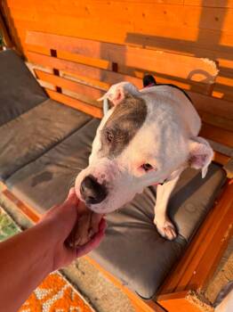 Matilda Grace -  Pit Bull Terrier Dog for Adoption in Germantown, Ohio - Matilda Grace | PetCurious