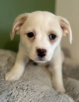 Jack Russell Terrier Dogs Available for Adoption - Joy | PetCurious