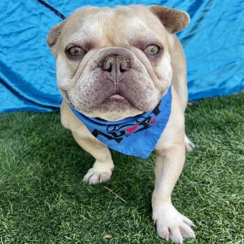 TITUS -  French Bulldog Dog for Adoption in Rowland Heights, California - TITUS | PetCurious