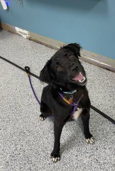 Duchess -  Border Collie Dog for Adoption in Kansas City, Missouri - Duchess | PetCurious