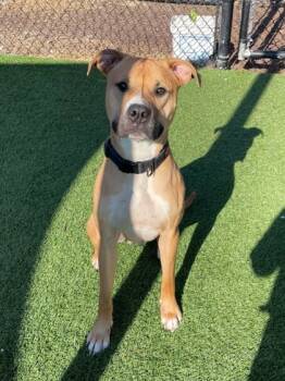 Rescue Boxer and Mixed Breed Dogs for Adoption in Chesapeake, Virginia - Max | PetCurious