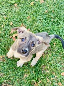 Rescue Great Pyrenees and Mixed Breed Dogs for Adoption in Urbandale, Iowa - Oaky | PetCurious