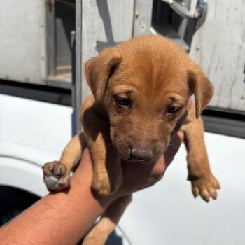 Maze -  Shepherd and Mixed Breed Dog for Adoption in Edinburg, Texas - Maze | PetCurious