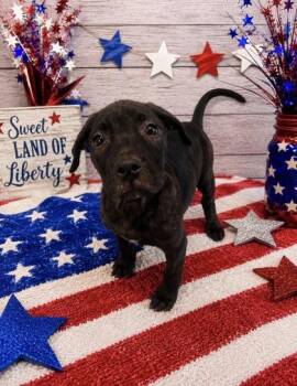Sparkler -  Mixed Breed Dog for Adoption in Bloomsburg, Pennsylvania - Sparkler | PetCurious