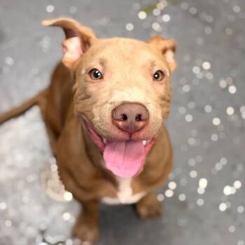 Jr -  Mixed Breed Dog for Adoption in Columbiana, Alabama - Jr | PetCurious