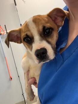 Chihuahua Dogs Available for Adoption in Bloomington, Indiana - Rosalee | PetCurious