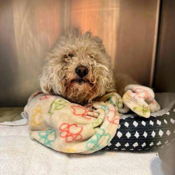 Poodle Dogs Available for Adoption - Pom Pom | PetCurious