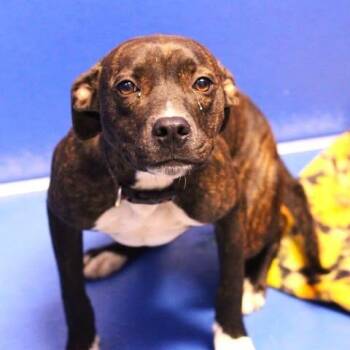 26-01443 LAYLA -  Pit Bull Terrier Dog for Adoption in Fredericksburg, Virginia - 26-01443 LAYLA | PetCurious