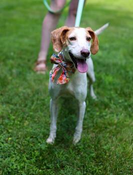 Keena -  Terrier Dog for Adoption in Cornelius, North Carolina - Keena | PetCurious