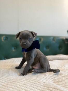Tigger Pooh Bear -  Chihuahua Dog for Adoption in Friendswood, Texas - Tigger Pooh Bear | PetCurious