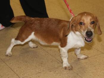 Beagle and Basset Hound Dogs Available for Adoption - Dutch (Neutered) (Available For Foster-to-Adopt Only] | PetCurious