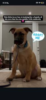 German Shepherd Dog Dogs Available for Adoption - Oakley | PetCurious