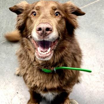 Bonnie -  Chocolate Labrador Retriever and Australian Shepherd Dog for Adoption in Idaho Falls, Idaho - Bonnie | PetCurious
