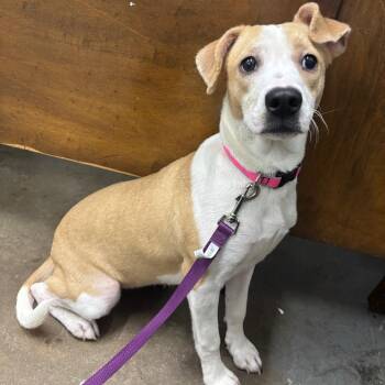Mixed Breed Dogs Available for Adoption in Corbin, Kentucky - Summer Shoes | PetCurious