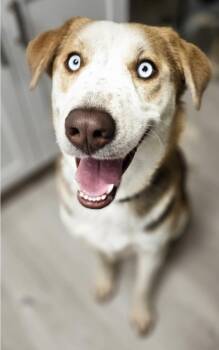 Rescue Alaskan Malamute and Cattle Dog Dogs for Adoption in Sedalia, Colorado - China | PetCurious