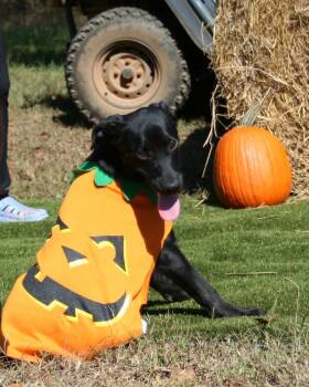 Rescue Labrador Retriever and Hound Dogs for Adoption in Gillsville, Georgia - Jack (and Sister Jill) | PetCurious