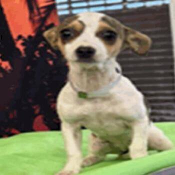 Leslie Jordan -  Chihuahua Dog for Adoption in Park Row, Texas - Leslie Jordan | PetCurious