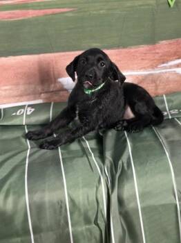 Retriever and Mixed Breed Dogs Available for Adoption - Raven | PetCurious