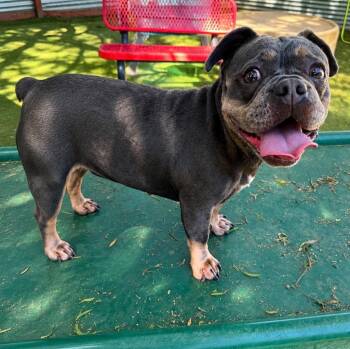Brockley -  French Bulldog and English Bulldog Dog for Adoption in Ramona, California - Brockley | PetCurious