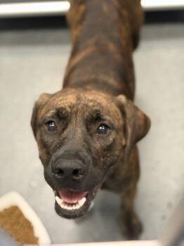 JAY -  Mixed Breed Dog for Adoption in Dallas, Texas - JAY | PetCurious