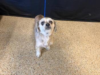 Shih Tzu and Maltese Dogs Available for Adoption - DRAKE | PetCurious