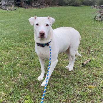 Mixed Breed Dogs Available for Adoption in Allegan, Michigan - Snowball | PetCurious