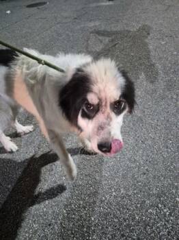 Pen 138 Rianna -  Great Pyrenees Dog for Adoption in Lawrenceville, Georgia - Pen 138 Rianna | PetCurious
