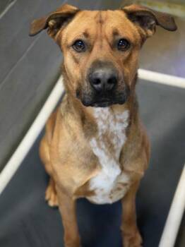 Shepherd and Mixed Breed Dogs Available for Adoption in Bowling Green, Kentucky - Ricky Bobby | PetCurious