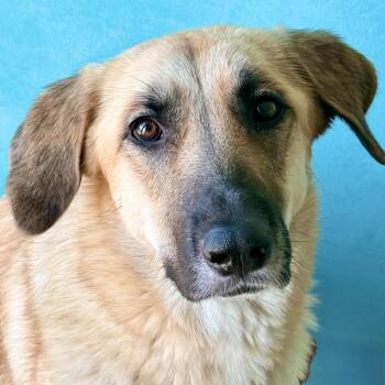 MARIGOLD-local -  Shepherd Dog for Adoption in Warwick, Rhode Island - MARIGOLD-local | PetCurious