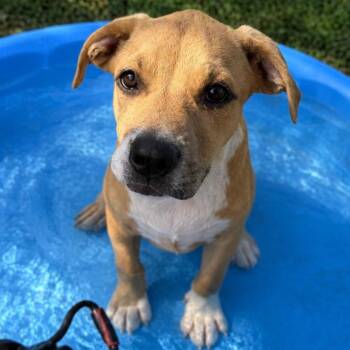 Felicity -  Mixed Breed Dog for Adoption in Wheeling, Illinois - Felicity | PetCurious