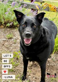 Luna -  American Eskimo Dog and Labrador Retriever Dog for Adoption in Gwinn, Michigan - Luna | PetCurious