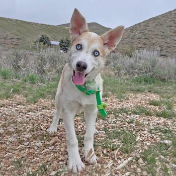 Mixed Breed Dogs Available for Adoption in Hailey, Idaho - Camila | PetCurious