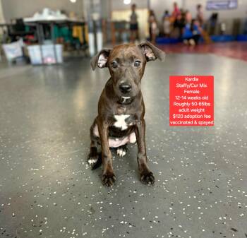 Kardia -  Staffordshire Bull Terrier Dog for Adoption in Oviedo, Florida - Kardia | PetCurious