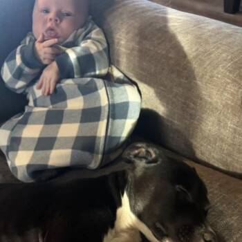 Rescue Terrier and Jack Russell Terrier Dogs for Adoption in Georgetown, Texas - Koa | PetCurious