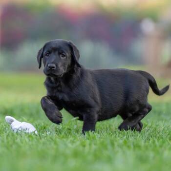 Huckleberry Finn Pup - Curtiz -  Labrador Retriever Dog for Adoption in San Diego, California - Huckleberry Finn Pup - Curtiz | PetCurious
