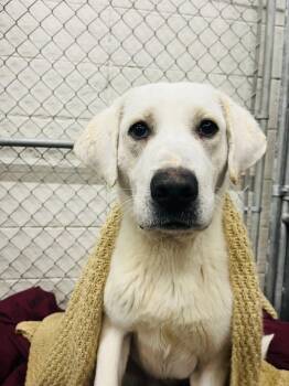 Great Pyrenees and Labrador Retriever Dogs Available for Adoption - Yeti | PetCurious