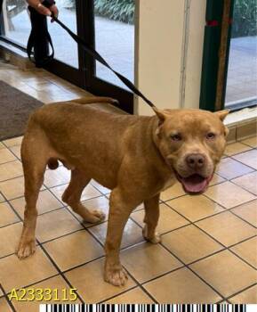 Mixed Breed Dogs Available for Adoption in West Palm Beach, Florida - COPPER | PetCurious