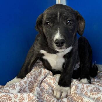 Mixed Breed Dogs Available for Adoption - 105279 | PetCurious